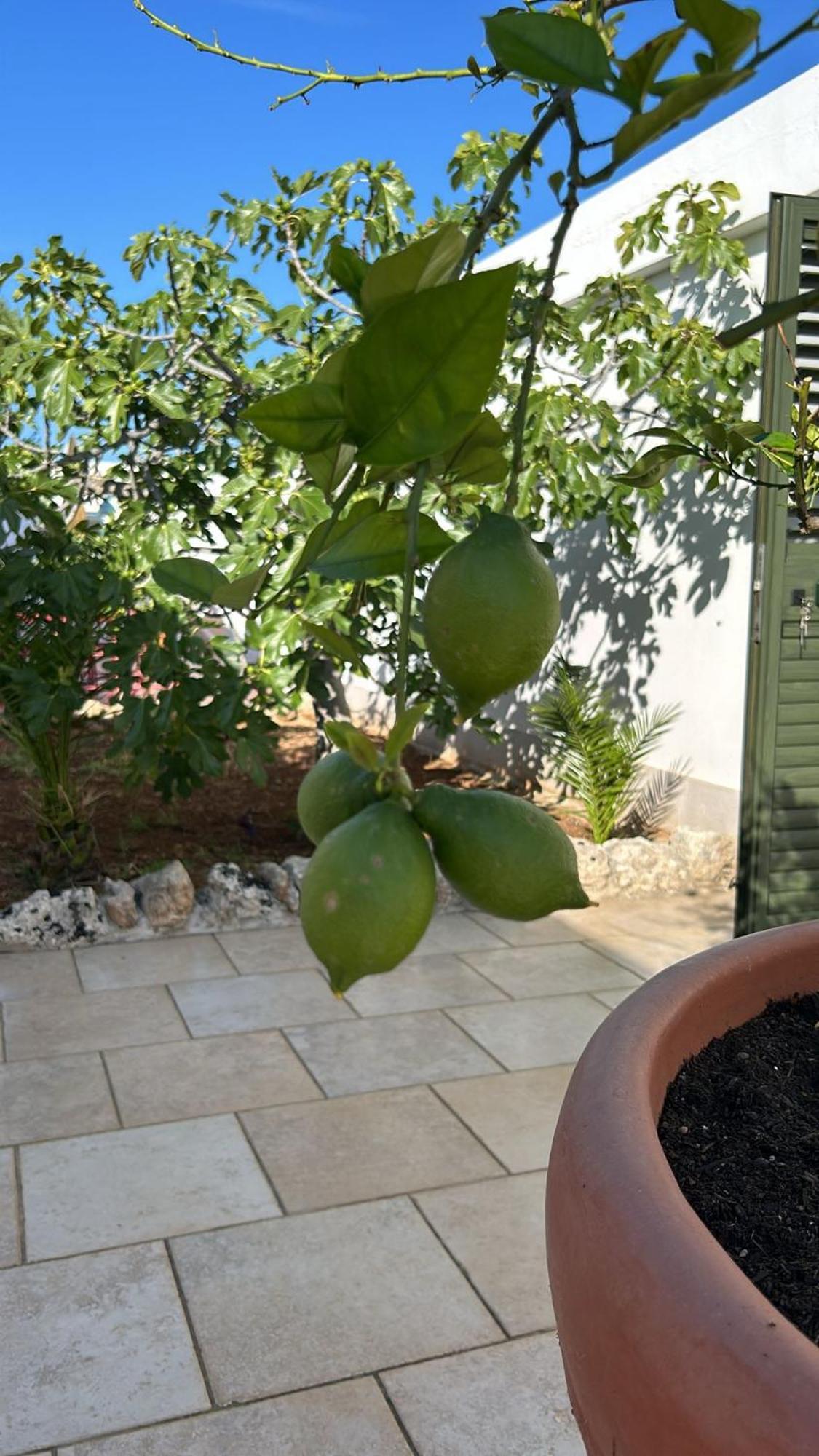 Villa Lamandia Monopoli Eksteriør billede